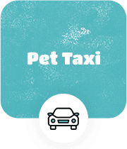 Providing Pet Taxi Services for Your Lovely Pets